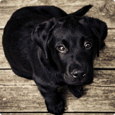 自动充值快速的DDOS攻击平台